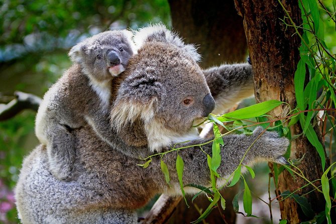 1 Day Exclusively Private Tour Of Phillip Island & The Penguin Parade - Optional extras that can change your day: gardens, sanctuaries, museums, and play stops