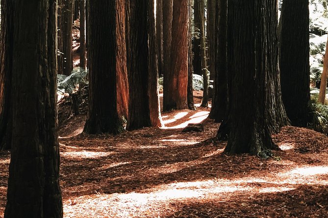 12 Apostles, Otways & Great Ocean Road Day Tour - Small Group - The Californian redwoods of the Otways (and why they matter)