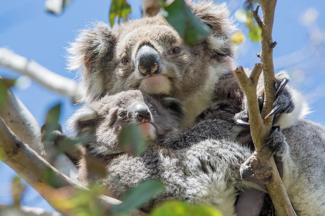 2-Day Great Ocean Road and Grampians Tour Roundtrip from Melbourne - Food, accommodation, and what $412.41 buys you