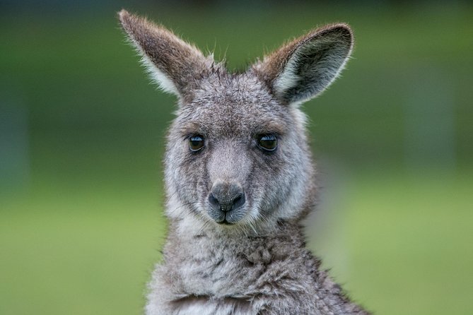 2-Day Great Ocean Road and Grampians Tour Roundtrip from Melbourne - Should you book this 2-day Great Ocean Road and Grampians tour?