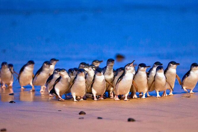 3 Day Combo: Great Ocean Road, Penguin Parade and FREE City Tour - Getting the rhythm: small-group coaching, pickup, and the 16-language audio app