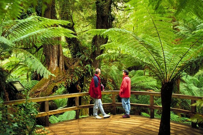 3 Day Combo: Great Ocean Road, Penguin Parade and FREE City Tour - Who should book this combo—and who should consider a different plan