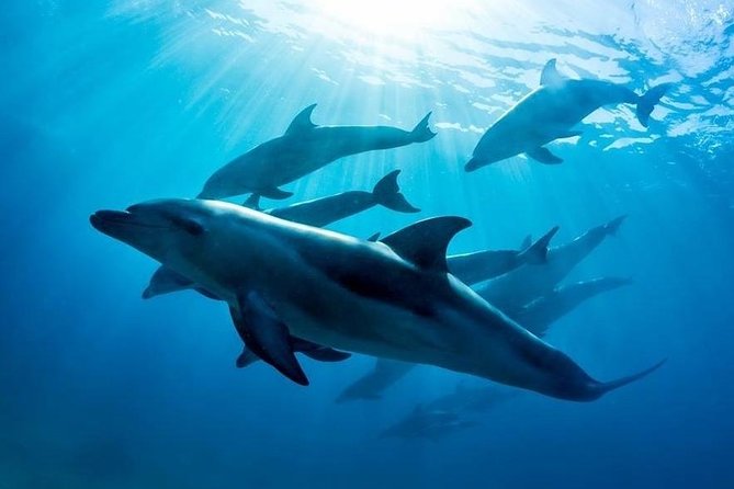 3 hour Dolphin and Seal Swim (NOV-APR) - Getting To Sorrento Pier and Boarding the Moonraker