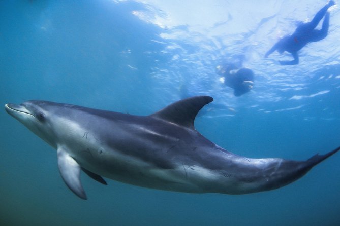 3 hour Dolphin and Seal Swim (NOV-APR) - Lunch, Café Breaks, and Staying Comfortable Between Swims