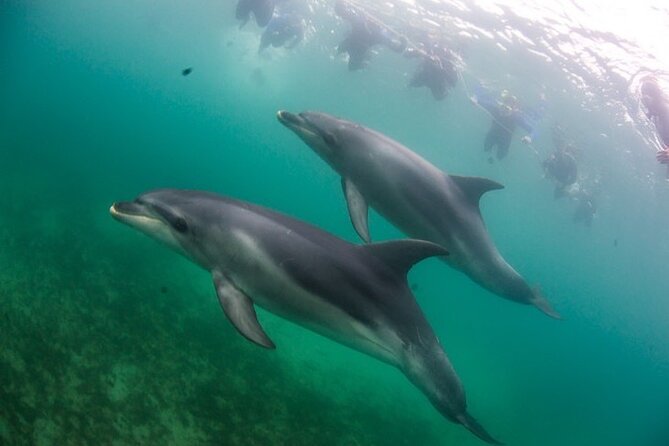 3 hour Dolphin and Seal Swim (NOV-APR) - The Free-Return Twist If Dolphins Don’t Show