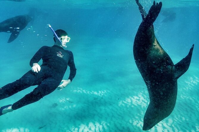 3 hour Dolphin and Seal Swim (NOV-APR) - Price and Value: Is $150.62 Worth It?