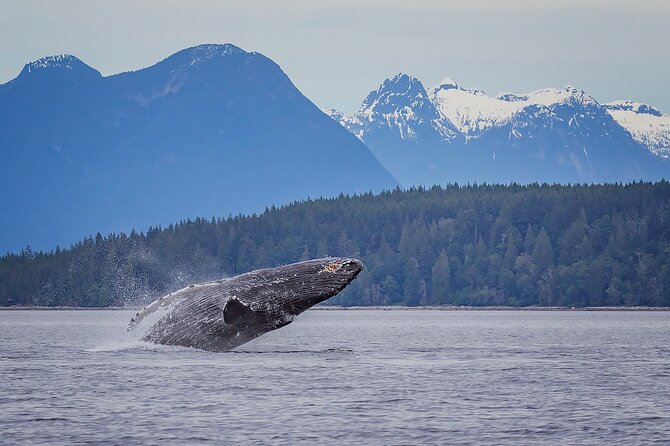 4 Hour Afternoon Whale Watching Tour - Key highlights worth knowing