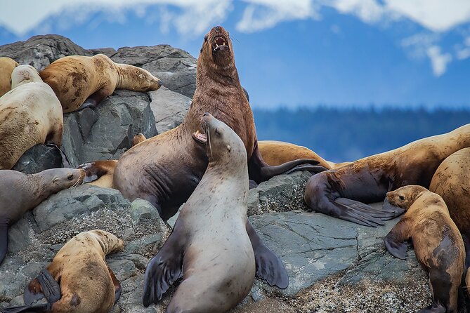 4 Hour Afternoon Whale Watching Tour - The high-speed zodiac plus survival suits comfort check