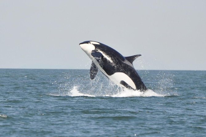 4 Hour Afternoon Whale Watching Tour - Small group flow: better listening, faster repositioning, less crowd noise