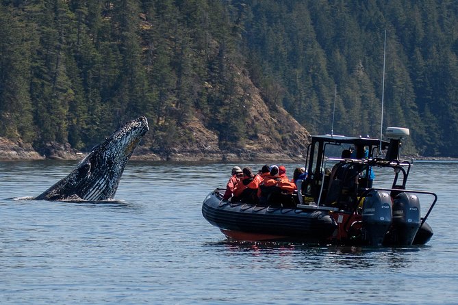 4 Hour Morning Whale Watching Tour - Key points before you go