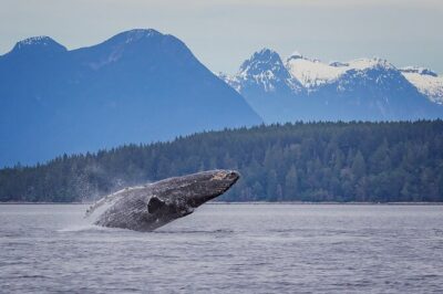4 Hour Morning Whale Watching Tour - Small-group energy: 10 travelers, not a herd