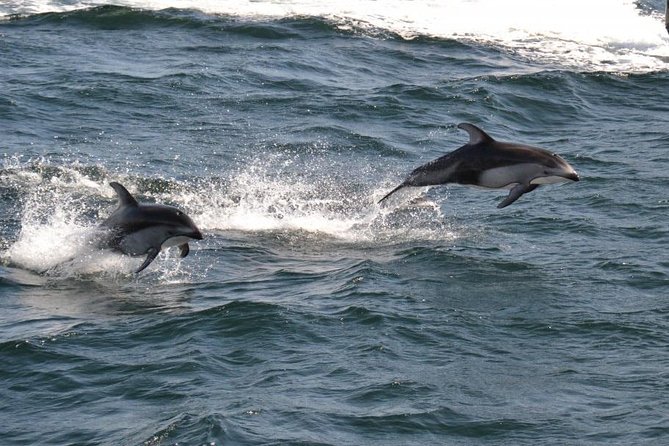 4 Hour Morning Whale Watching Tour - The zodiac ride and why survival suits are a big deal