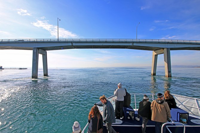 Cape Woolamai Sightseeing Cruise from San Remo - Key highlights you’ll care about