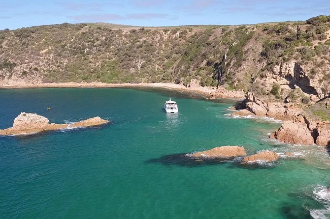 Cape Woolamai Sightseeing Cruise from San Remo - What you’ll spot out on the water (and what’s realistic)