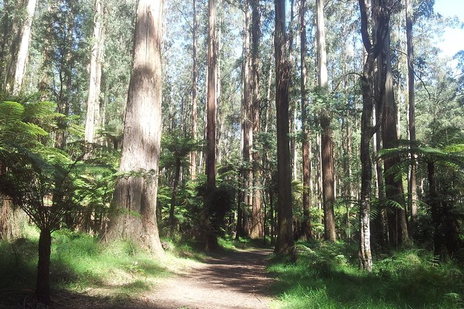 Dandenong Ranges Private Day Tour - Key things to know before you go