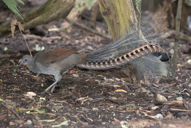 Dandenong Ranges Private Day Tour - Guides matter: the difference between a photo day and a meaning day