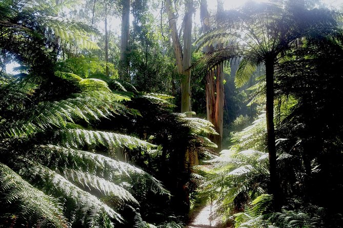 Dandenong Ranges Private Day Tour - Price and logistics: what $305.10 per group buys you