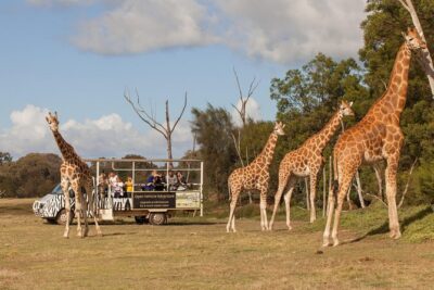 Deluxe Safari Adventure at Werribee Open Range Zoo - excl. entry - Your 75-Minute Safari Flow: What Happens From Start to Finish