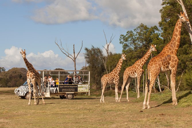 Deluxe Safari Adventure at Werribee Open Range Zoo - excl. entry - Your 75-Minute Safari Flow: What Happens From Start to Finish