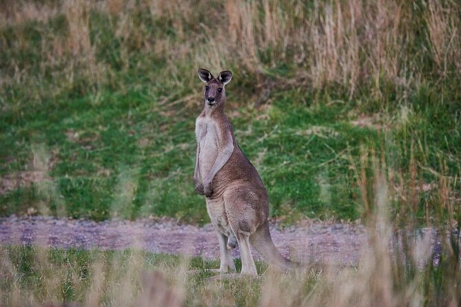 Dusk Discovery Tour - Price, Timing, and Who This Fits Best on the Great Ocean Road