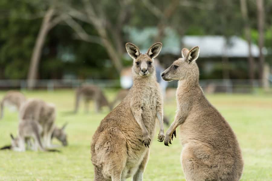 From Melbourne: Grampians National Park & Kangaroos - Brambuk Cultural and Information Centre: learning the Grampians by seasons