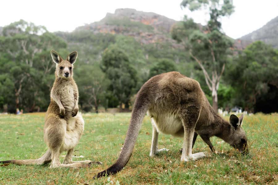 From Melbourne: Grampians National Park Small Group Tour - Halls Gap break: lunch on your terms and a chance to scan for wildlife