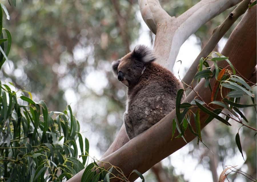 From Melbourne: Great Ocean Road & 12 Apostles Full-Day Tour - Anglesea and Cape Patton: small breaks before the coast show