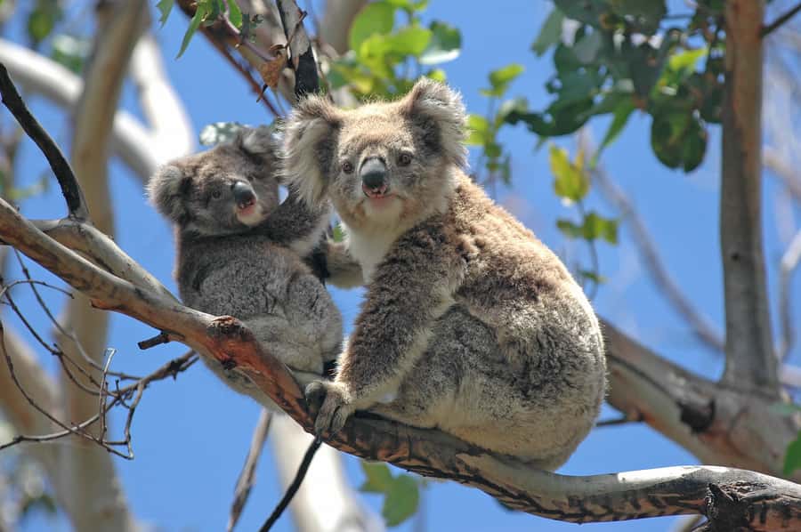 From Melbourne: Great Ocean Road, 12 Apostles, Wildlife Tour - Torquay and the surf-coast vibe: beaches before big cliffs