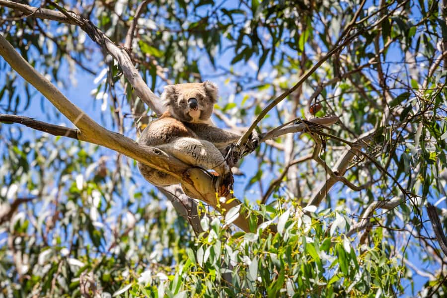 From Melbourne: Great Ocean Road Boutique Tour in Reverse - Great Otway National Park: Maits Rest rainforest walk