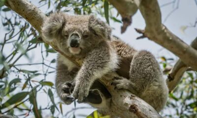 From Melbourne: Great Ocean Road Full-Day Sunset Tour - Melbourne Pickup to Anglesea: A Coastal Warm-Up Without the Chaos