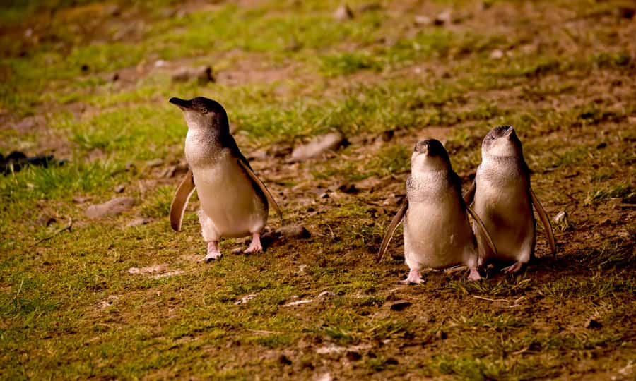 From Melbourne: Penguin Parade Afternoon Tour - The Nobbies: Clifftop Views and Wildlife Time You Control