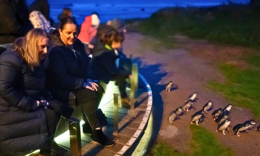 From Melbourne: Penguin Parade Afternoon Tour - Market & Flinders Pickup: A Simple Spot to Find