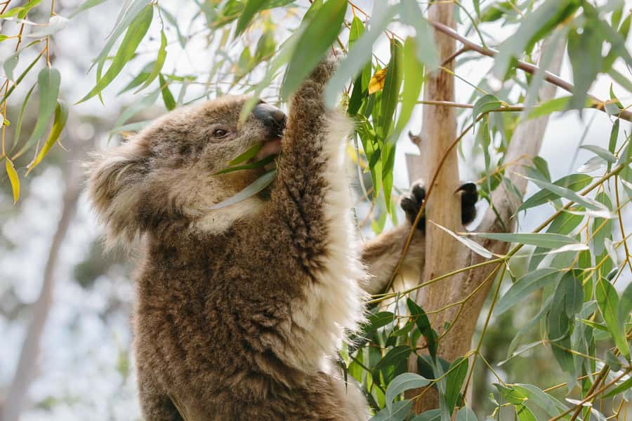 From Melbourne: Penguin Parade and Koalas Tour - From Melbourne to Phillip Island: how the day stays on track