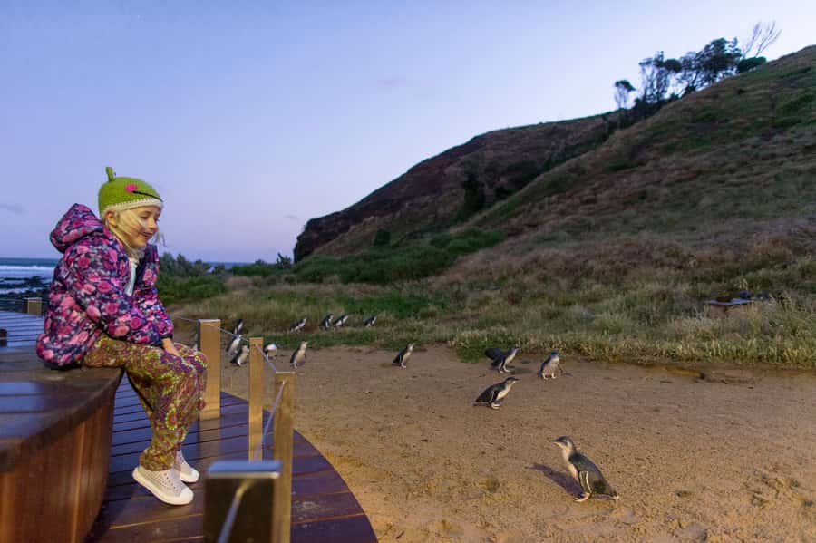 From Melbourne: Penguin Parade and Koalas Tour - The Nobbies Centre and Seal Rocks: volcanic coast you can actually walk