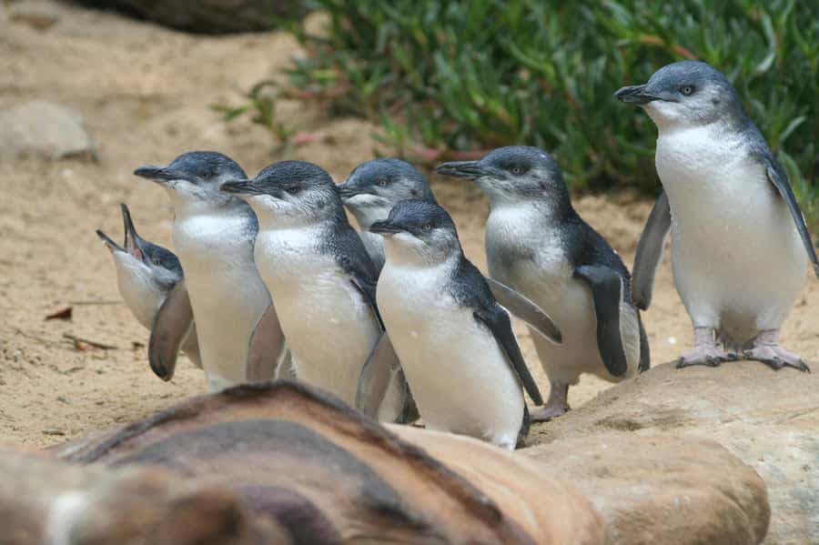 From Melbourne: Penguin Parade and Koalas Tour - Penguin Parade at sunset: how to get the best viewing