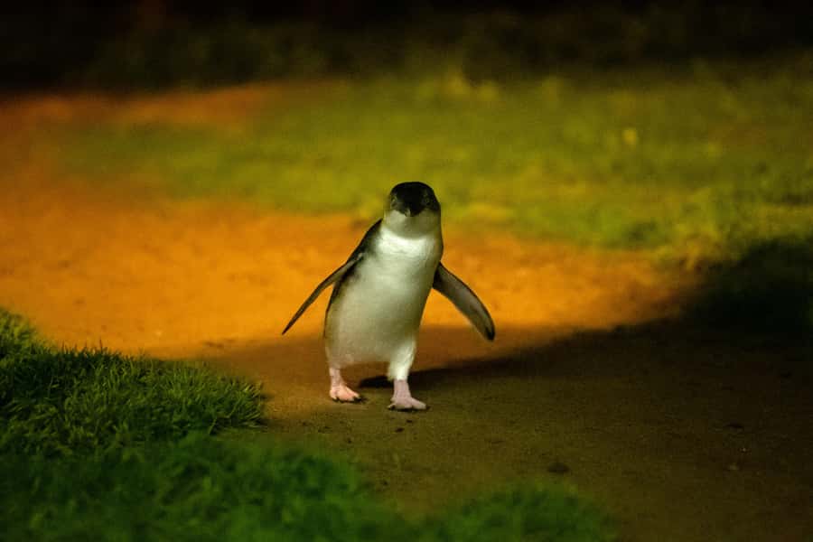 From Melbourne: Penguin Parade and Koalas Tour - What the coach ride adds (and what it costs you)