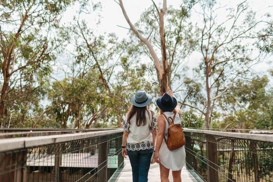 From Melbourne: Penguin Parade and Koalas Tour - Price and value: is $115 a smart spend?