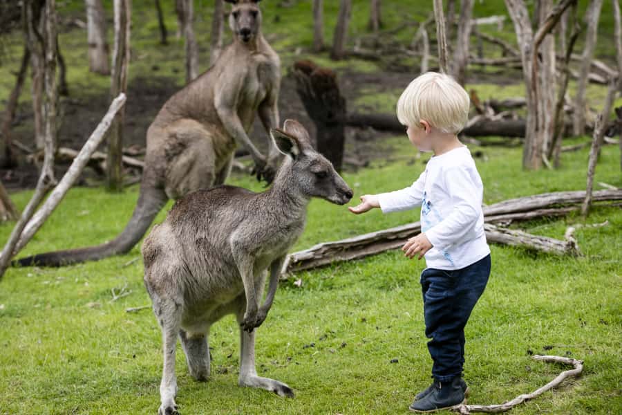 From Melbourne: Penguin Parade, Koalas & Kangaroos - Should you book the Melbourne to Phillip Island Penguin Parade day trip?