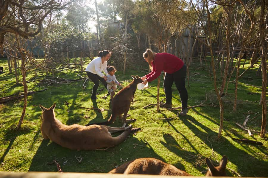 From Melbourne: Penguins and Wildlife Nature Day Tour - Moonlit Sanctuary: wallabies, koalas, Tasmanian devils, and optional close encounters