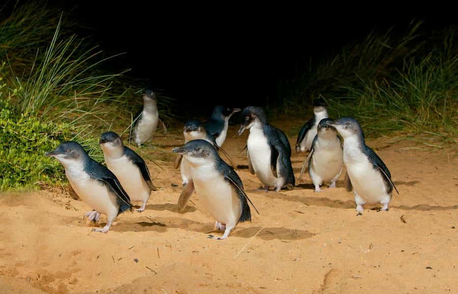 From Melbourne: Penguins and Wildlife Nature Day Tour - The Nobbies boardwalk: panoramic Bass Strait views and photo stops