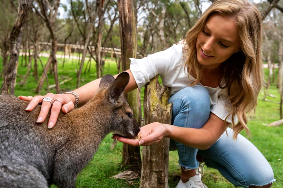 From Melbourne: Penguins and Wildlife Nature Day Tour - Melbourne pickup and the ride to Moonlit Sanctuary