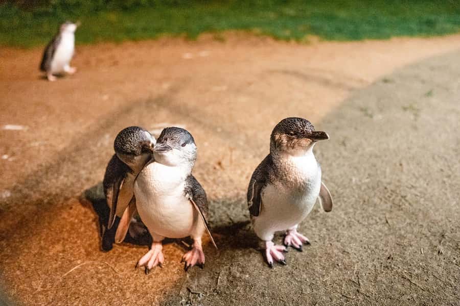 From Melbourne: Phillip Is Penguin Parade & Koala Reserve - Quick take: key moments you should plan around