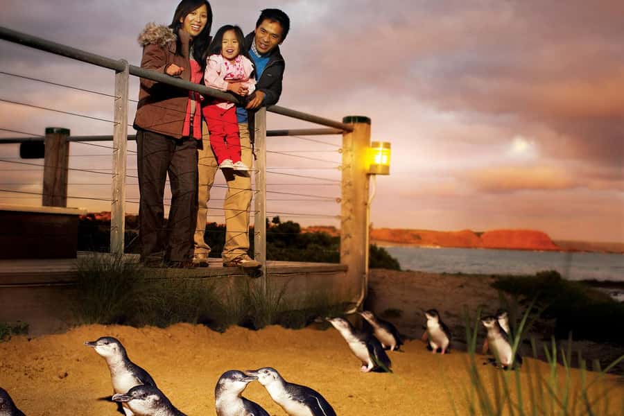 From Melbourne: Phillip Is Penguin Parade & Koala Reserve - Koala Conservation Reserve: how to spot koalas without rushing