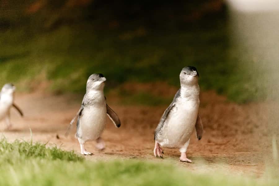 From Melbourne: Phillip Is Penguin Parade & Koala Reserve - Cape Woolamai Beach: surfers, sand time, and coastal air