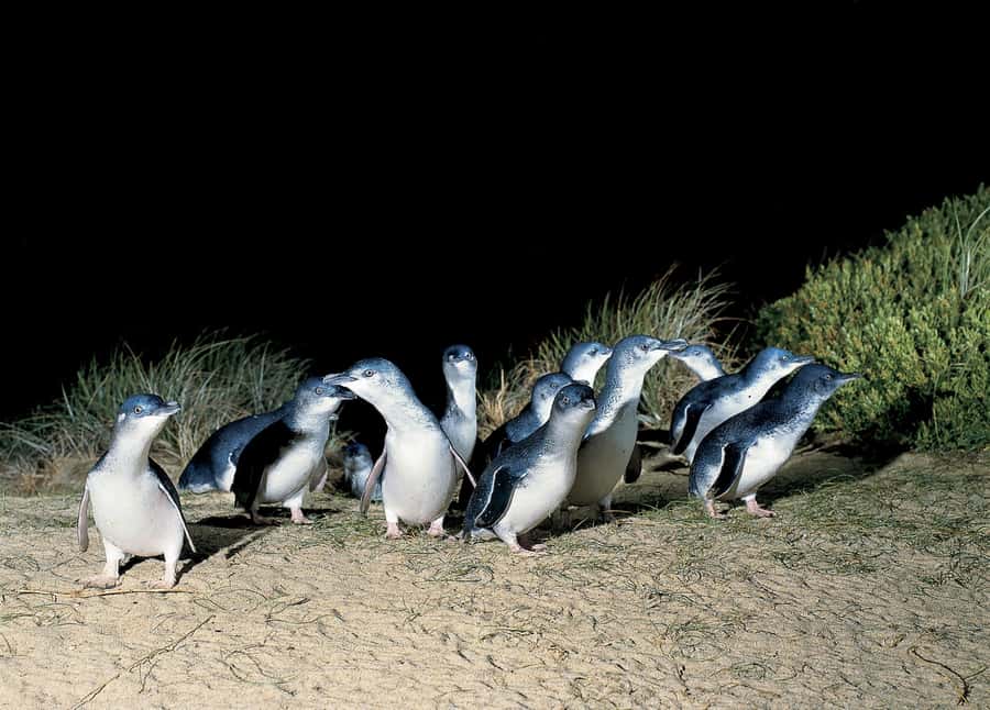 From Melbourne: Phillip Island and Penguin Parade Day Tour - Melbourne to Moonlit Sanctuary: The First Stretch of the Day
