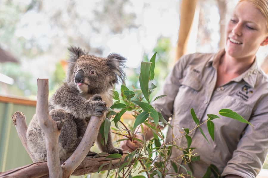 From Melbourne: Phillip Island Penguin Parade Eco Tour - Moonlit Sanctuary: Your Up-Close Wildlife Time (With Free Time)