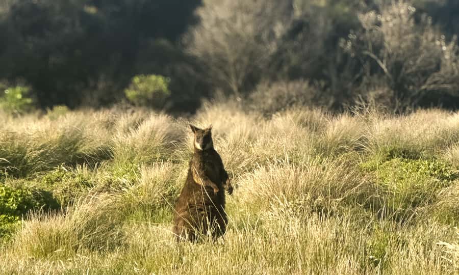 From Melbourne: Phillip Island Penguin Parade Eco Tour - Dinner Time and the Late Return Back to Melbourne