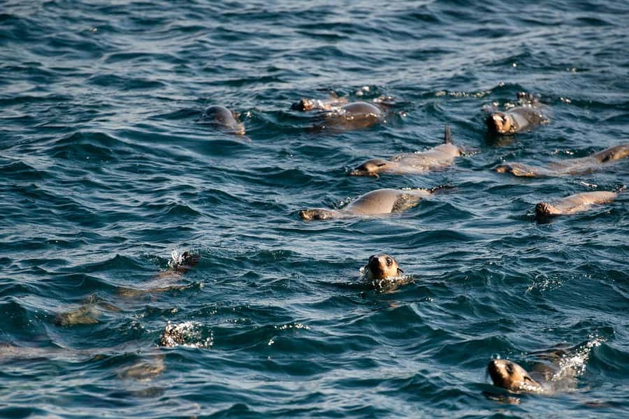 From Melbourne: Phillip Island Penguin Parade Express Tour - From Southern Cross to San Remo: the drive that sets the mood
