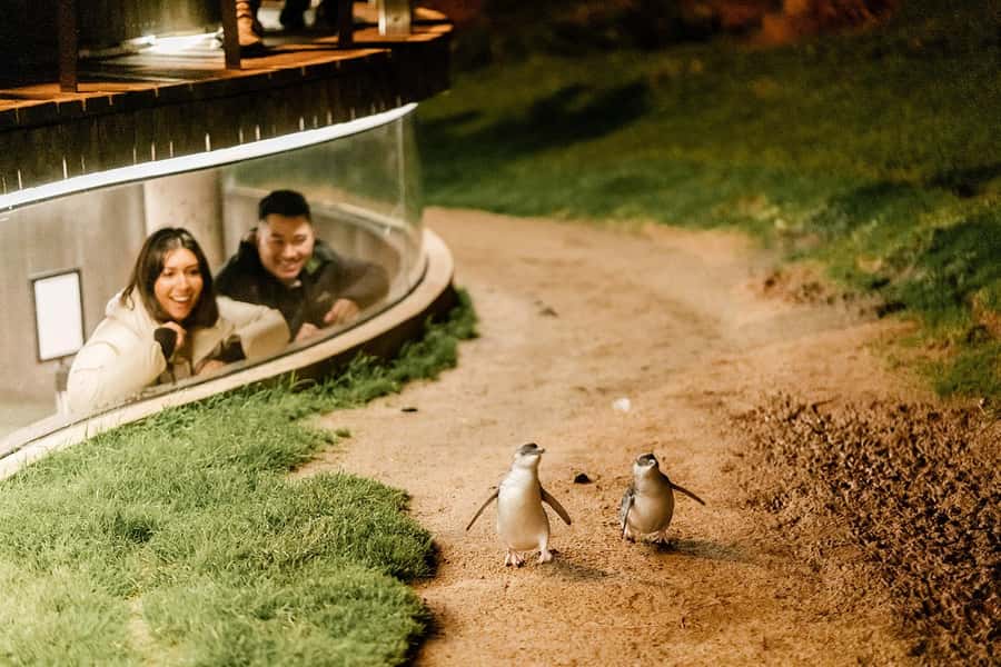 From Melbourne: Phillip Island Penguin Parade Express Tour - Who should book this Penguin Parade Express, and who should skip it