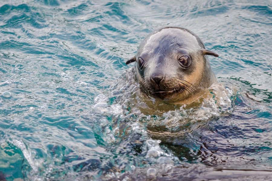 From Melbourne: Phillip Island Penguin Parade Express Tour - Seal Rocks and The Nobbies boardwalk: what you’re really gaining